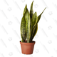 Plant Parent Club | $39 per year | The Sill